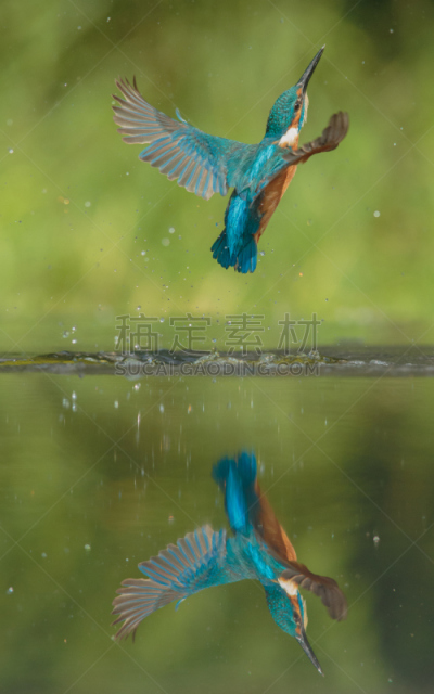 翠鸟,第三眼睑,超慢镜,垂直画幅,美,鸟类,动物身体部位,户外,湖,特写