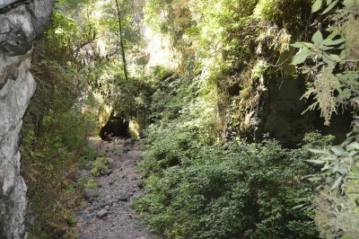 建筑物门,自然,岛,树林,地质学,帕尔马,北美歌雀,草,童话故事,春天