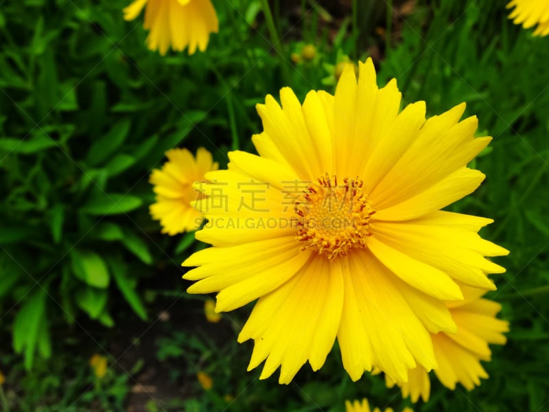 长矛,金鸡菊,黄色,纹理效果,园林,美,水平画幅,夏天,户外,特写