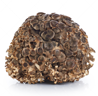 舞茸蘑菇,蘑菇,绵羊,圣伯纳犬,动物头,孢子,褐色,水平画幅,无人,工作室