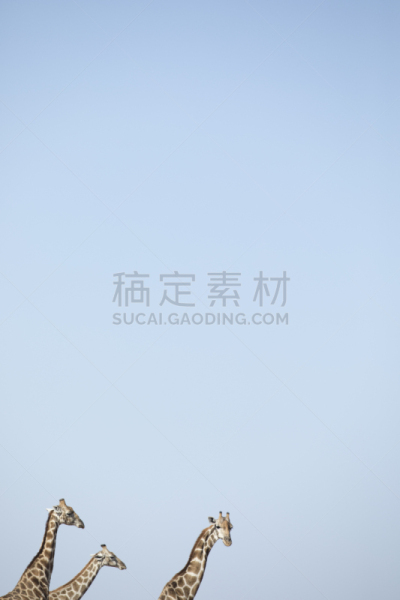 长颈鹿,蓝色,塔,天空,反差,濒危物种,旅途,达马拉兰,有蹄哺乳动物,野生动物
