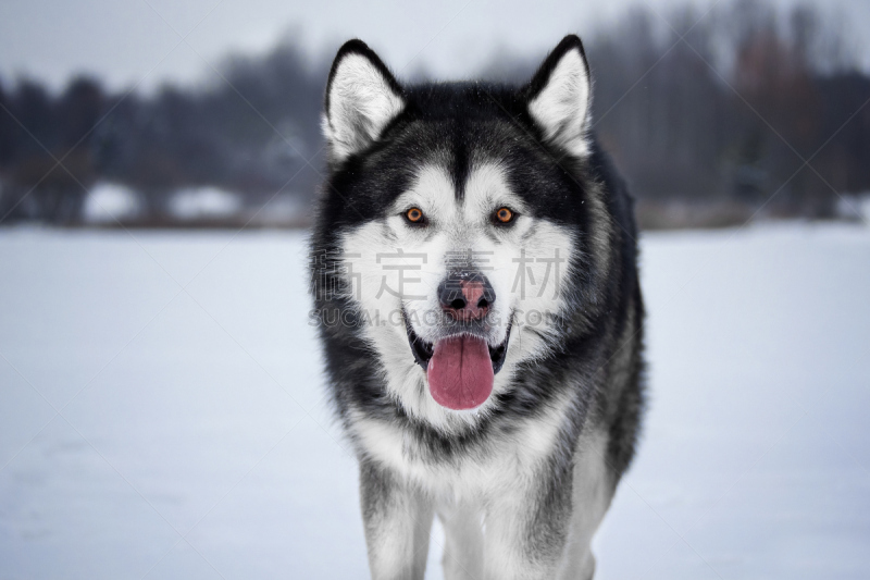 阿拉斯加雪橇犬,爱斯基摩犬,草地,猎人,水平画幅,捕猎行为,雪,户外,猎犬,犬科的