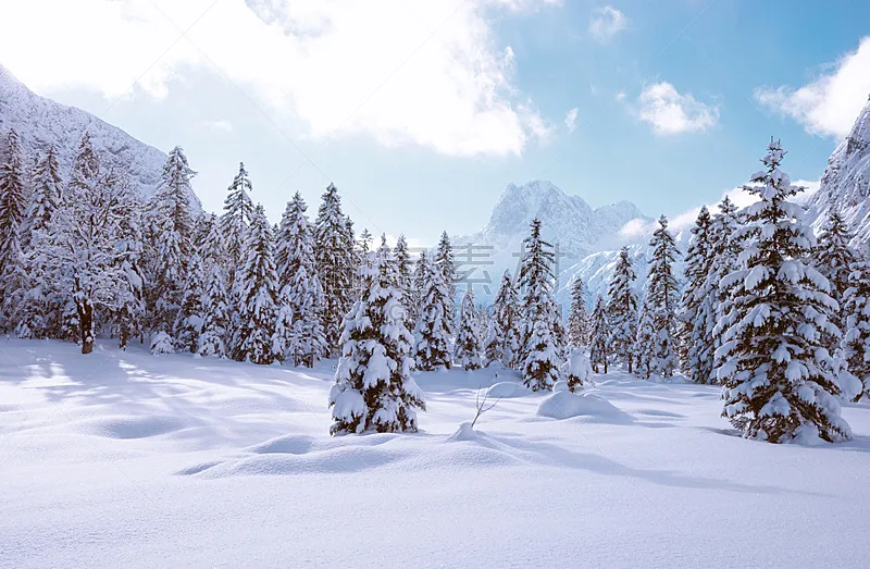 雪,地形,有包装的,杉树,风景,天空,水平画幅,山,无人