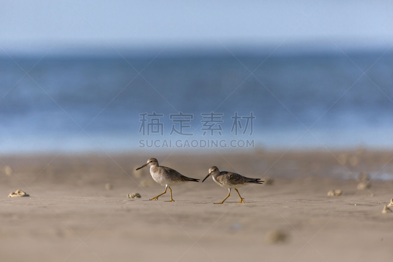 鸟类,矶鹞,翎毛,海滩,防水长靴,螃蟹,野生动物,环境,淡水鸟,小的