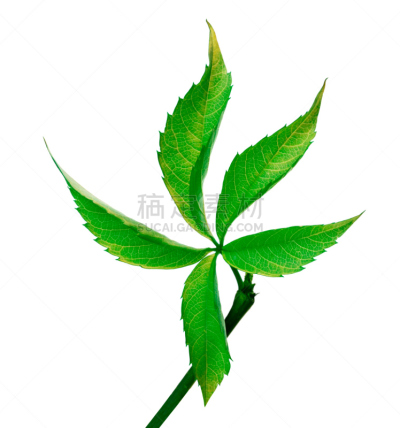 叶子,五叶地锦,白葡萄,垂直画幅,无人,阴影,特写,白色,植物,植物学
