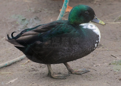 博美犬,鸭子,格赖夫斯瓦尔德,中景,影像年代,梅克伦堡前波莫瑞州,水,水平画幅,鸟类,古老的