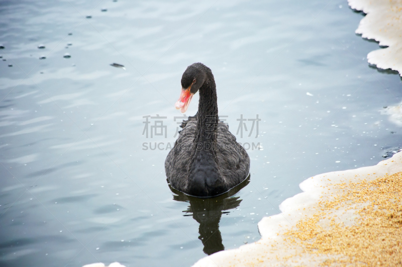 冬天,黑天鹅,湖,长湖,颈,水,野生动物,湖岸,水平画幅,雪