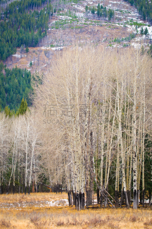 山,风景,弓河谷景观道,冰原大道,垂直画幅,雪,阿尔伯塔省,无人