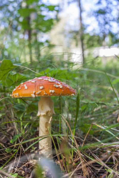 树林,蘑菇,毒蝇菇,垂直画幅,公园,无人,野外动物,夏天,户外,生物学