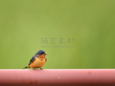 家燕,管道,红松,北达科他,自然,留白,野生动物,水平画幅,无人,鸟类