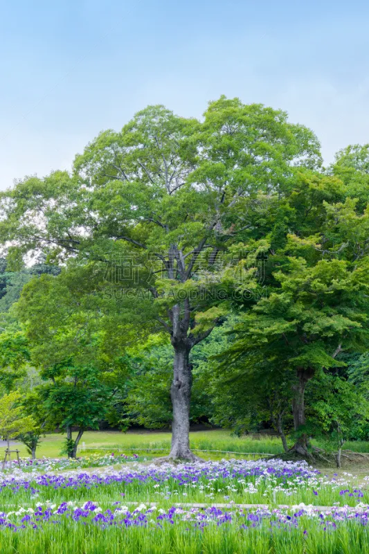 鸢尾 自然 垂直画幅 六月 水生植物 无人 五月 日本 户外 白菖蒲图片素材下载 稿定素材