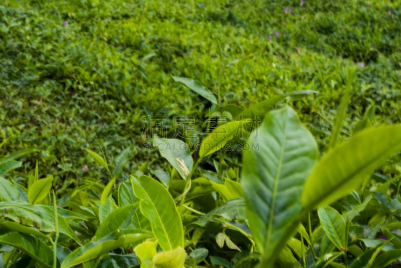 印度,慕那尔,茶树,旅游目的地,水平画幅,山,无人,户外,世界遗产,河流