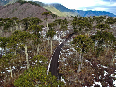 Bosque de Araucarias rodeando el camino que recorre el Parque Nacional Conguillio, reserva de 600 kilómetros cuadrados ubicada en la cordillera de la Región de La Araucanía y dentro de la cualse encuentra el Volcán Llaima.