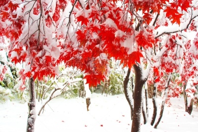 秋天,粉末状雪,水平画幅,雪,无人,葡萄树枫木,户外,北海道,镜头眩光,红色