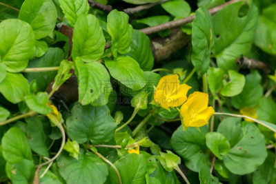 gold lysimachia,珍珠菜,报春花科,杜鹃花目,水平画幅,无人,图像,特写,植物,彩色图片