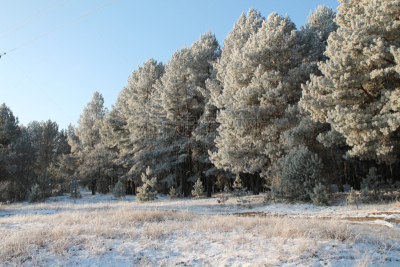 自然,天空,利河,芳香的,雪,早晨,纯净,夏天,草,白色