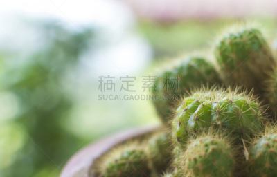 仙人掌,褐色,水平画幅,尖的,银色,荆棘,泥土,尖利,户外,特写