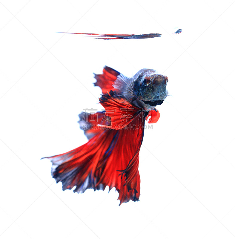 暹罗斗鱼,红色,鱼肉,分离着色,黑色背景,骄纵宠物,垂直画幅,生物学,图像,淡水
