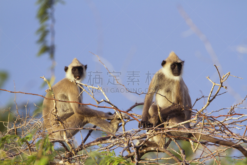 国家公园,斯里兰卡,簇绒灰色叶猴,长尾叶猴,自然,野生动物,水平画幅,无人,猴子,两只动物