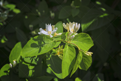 暗色,背景,特写,大特写,叶子,灌木,白色,绿色,花,花