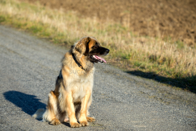 leonberger,户外,狗,褐色,水平画幅,巨大的,夏天,草,充满的,毛绒绒