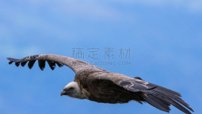 特写,秃鹫,褐色,食肉鸟,水平画幅,无人,鸟类,秃鹰,动物身体部位,野外动物