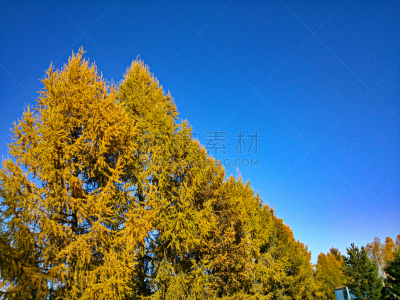 天空,成一排,蓝色,落叶松,黄色,黄绿藻,水平画幅,秋天,无人,针叶树