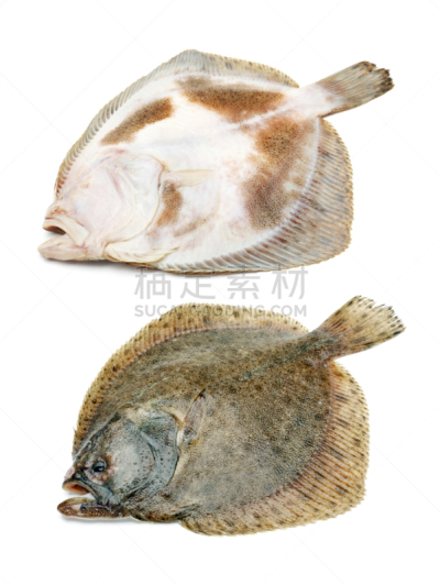 鱼肉,大菱鲆,比目鱼,垂直画幅,太空,无人,海产,图像,特写,摄影