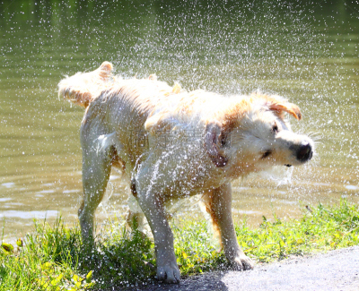 金毛寻回犬,假人撞击测试,水,草地,纯种犬,水平画幅,秋天,无人,湿,夏天