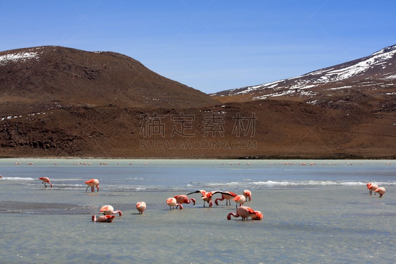 湖,山,安地斯山脉,火烈鸟,玻利维亚,水平画幅,高视角,无人,鸟类,夏天