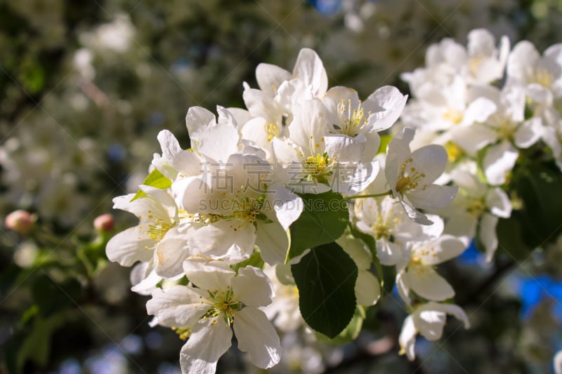 苹果树,春天,花朵,海棠,苹果花,美,水平画幅,无人,户外,特写