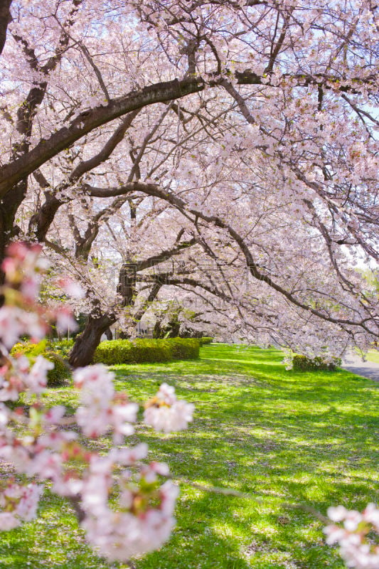 公園　満開の花