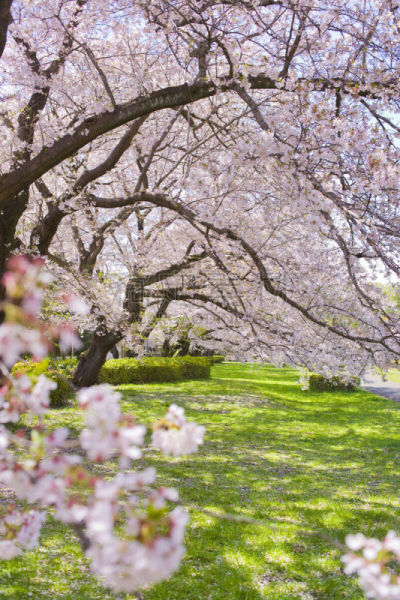公園　満開の花