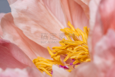 牡丹,平滑的,大特写,鲜花盛开,仅一朵花,黄六放珊瑚,精子囊,芳香的,水平画幅,无人