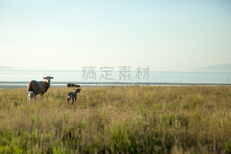 羊羔,绵羊,注视镜头,高视角,湖,现代,两只动物,田地,图埃勒,犹他