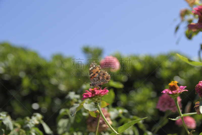 翅膀,损坏的,水平画幅,蝴蝶,动物身体部位,野外动物,夏天,特写,植物,成年的