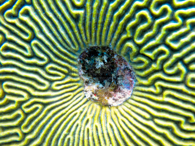 伯利兹,霍尔海洋保护区,海洋生命,水平画幅,水肺潜水,海豚,水下,鲨鱼,海牛,生态多样性