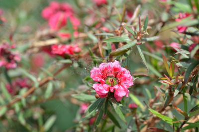 粉色,麦卢卡树,番樱桃,白色,欧洲赤松,美,新的,水平画幅,新加坡,无人