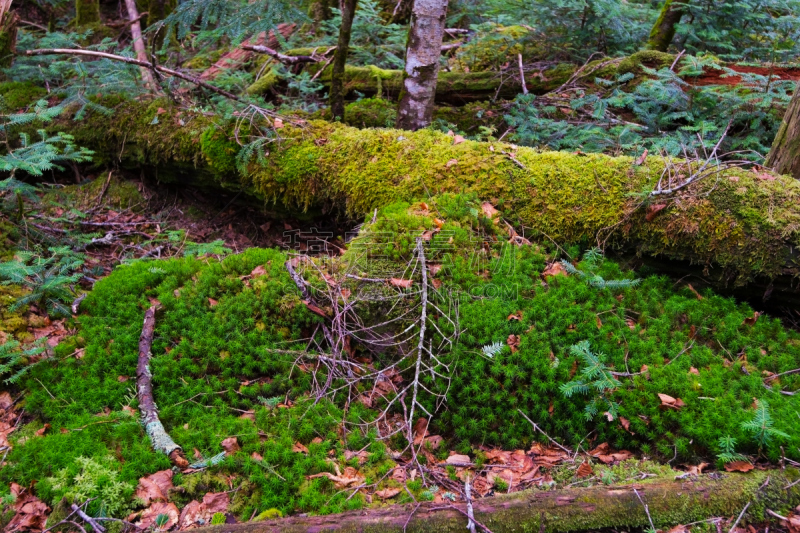 苔藓,巴岳山,自然,水平画幅,户外,小树林,徒步旅行,树荫,森林,闪亮的