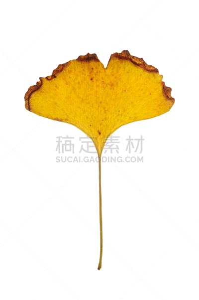 银杏树,秋天,叶子,分离着色,银杏,垂直画幅,美,无人,斑点,白色背景