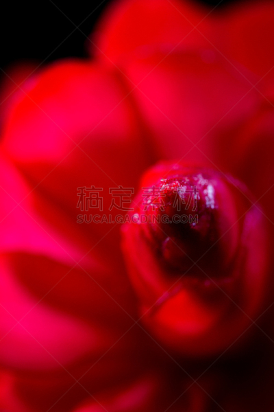 紫姜,花头,垂直画幅,美,状态描述,无人,生姜,特写,哥斯达黎加,植物