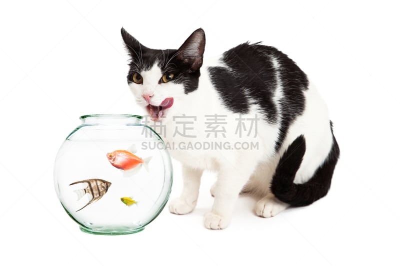 饥饿的,宠物,猫,鱼肉,留白,水平画幅,家畜,猫科动物,神仙鱼,白色背景