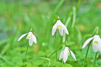 snowdrop
スノードロップ