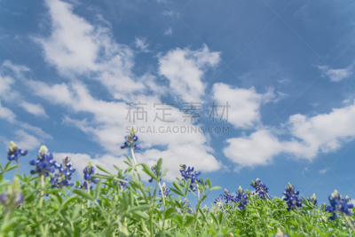 天空,矢车菊,蓝色,花朵,低视角,雾,在下面,特写,水平画幅,山