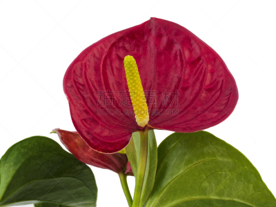 红色,花烛属,三个物体,自然,诺丁汉,水平画幅,绿色,无人,白色背景,英格兰