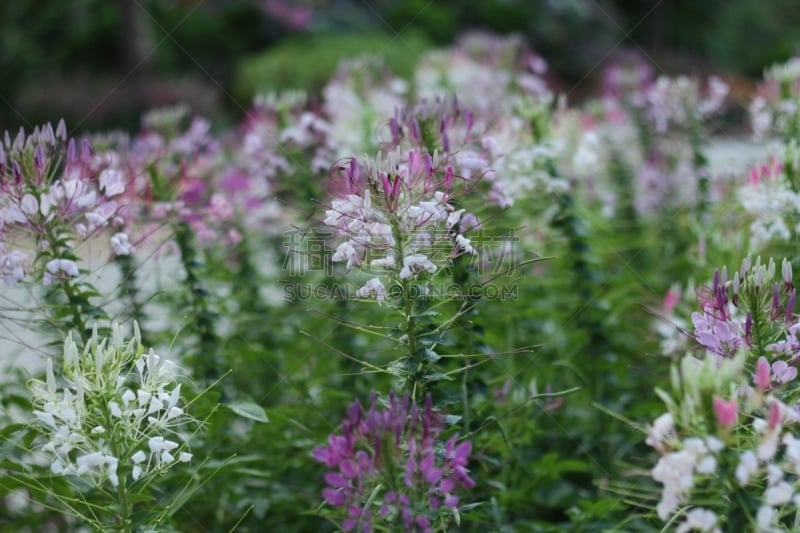 醉蝶花,紫色,菜园,蜘蛛,水平画幅,无人,夏天,户外,特写,明亮