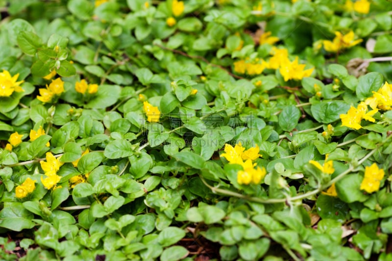 珍珠菜,园林,植物群,因雅族人,排草属,鸡冠仙人掌,耙,威斯康星,边框,水平画幅