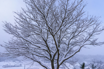 雪,冬天,霜,自然美,晴朗,白昼,北村韩屋村,首尔,天空,暴风雨