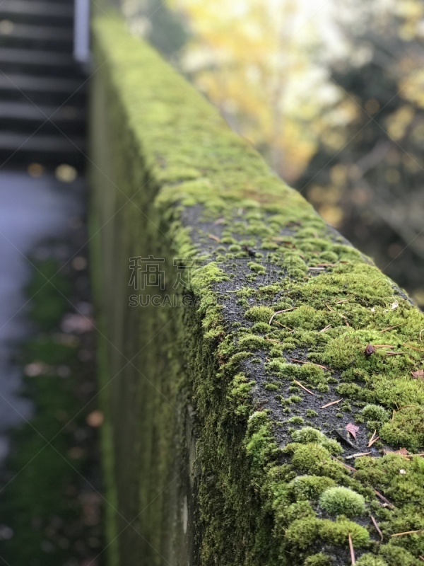 围墙,秋天,苔藓,绿色,热带气候,湿,皮埃蒙特,热,自然界的状态,环境