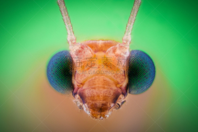 lacewing,放大效果,动物头,极限运动,绿色草蜻蛉,蚜虫,叶甲虫,角膜,害虫,甲虫